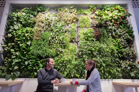 Green_Wall.jpg